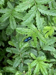 Alticina