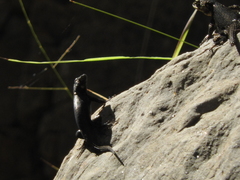 Sceloporus oberon
