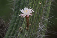 Stetsonia coryne