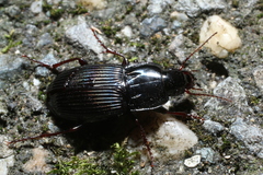 Pterostichus permundus