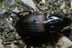 Pterostichus permundus