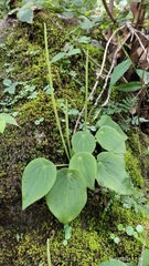 Peperomia lanceolatopeltata
