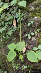 Peperomia lanceolatopeltata