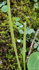 Peperomia lanceolatopeltata