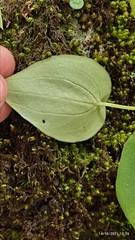 Peperomia lanceolatopeltata