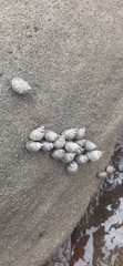 Echinolittorina aspera