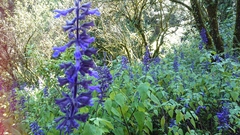 Salvia concolor