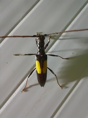 Gnomibidion fulvipes