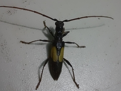 Gnomibidion fulvipes