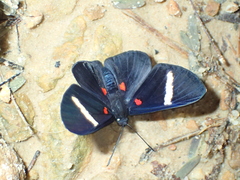 Melanis hillapana