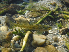 Etheostoma rupestre