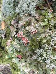 Pseudocyphellaria glabra