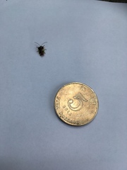 Elasmostethus nubilus