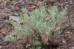 Artemisia tridentata tridentata