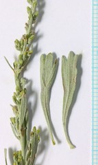 Artemisia tridentata tridentata