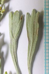 Artemisia tridentata tridentata