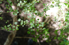 Coprosma spathulata