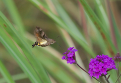 Macroglossum nycteris