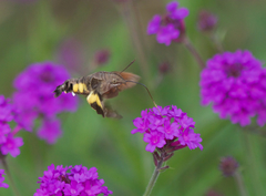 Macroglossum nycteris