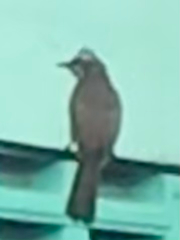Pycnonotus goiavier