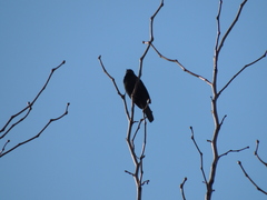 Icterus pyrrhopterus