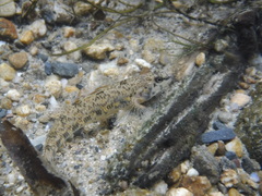 Etheostoma stigmaeum