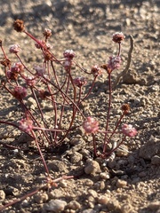 Eriogonum nortonii