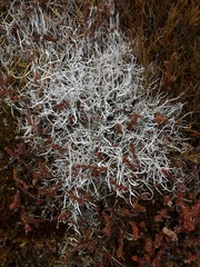 Thamnolia vermicularis