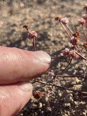 Eriogonum nortonii