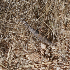 Litaneutria ocularis