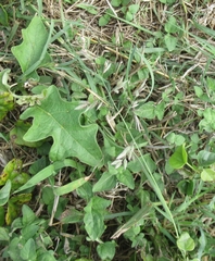 Eragrostis secundiflora
