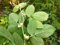 Dendrolobium triangulare