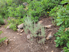 Artemisia tridentata tridentata