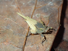 Eomorphopus