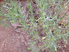 Artemisia tridentata tridentata
