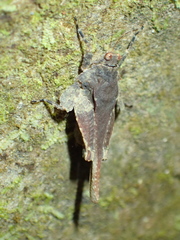 Eomorphopus