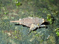 Eomorphopus
