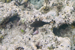 Canthigaster amboinensis