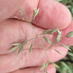 Eragrostis secundiflora