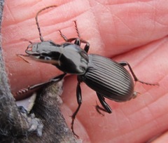 Coleoptera