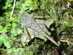 Eomorphopus