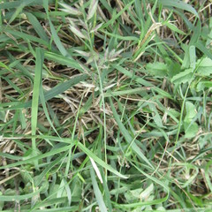 Eragrostis secundiflora