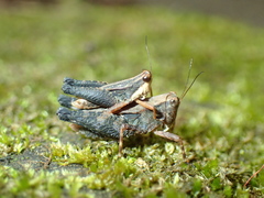 Batrachidea