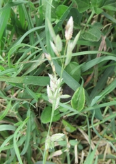 Eragrostis secundiflora