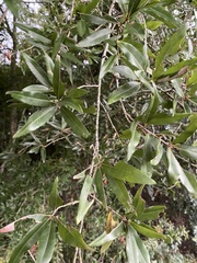 Quercus