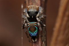 Maratus ottoi