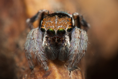 Maratus ottoi