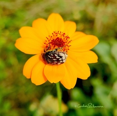 Euphoria subtomentosa