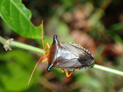 Edessa reticulata
