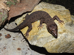 Lepidophyma micropholis